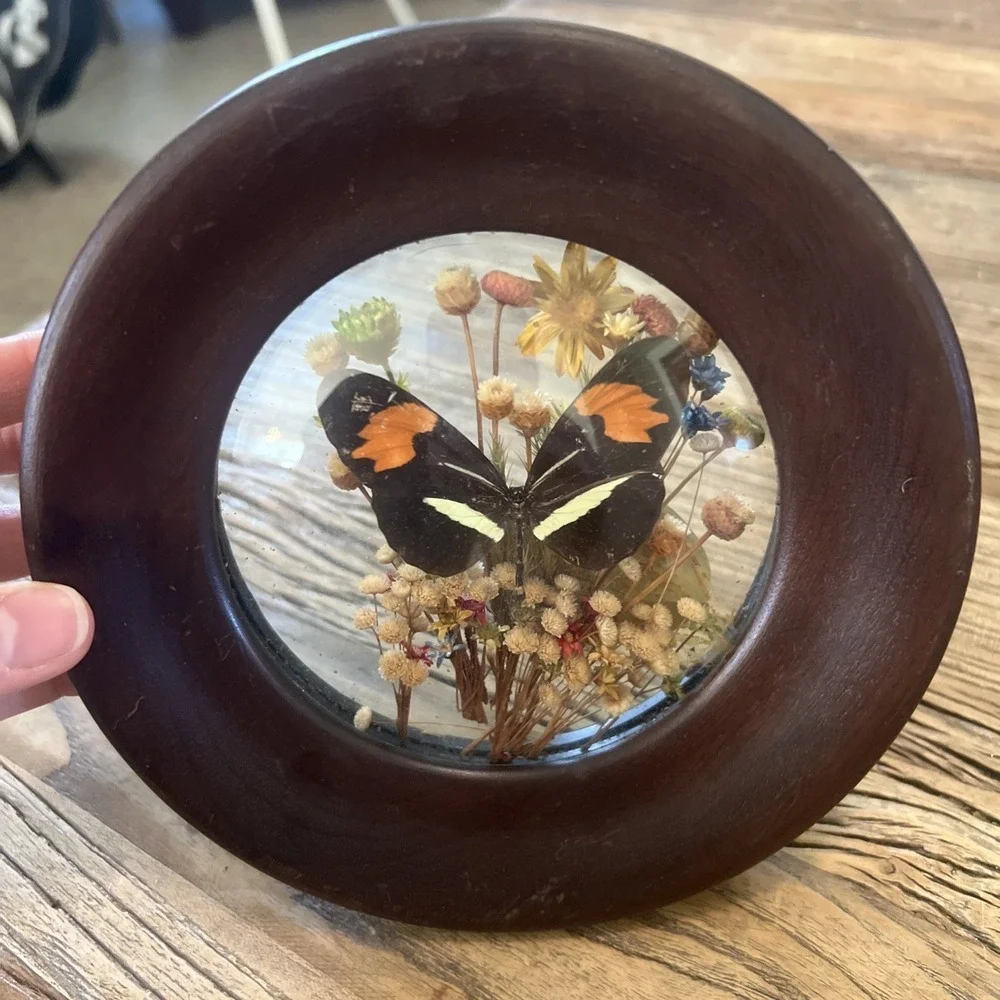 Vtg‎ Dunston Brazilia Collection Framed Butterfly Taxidermy with Dried Flowers